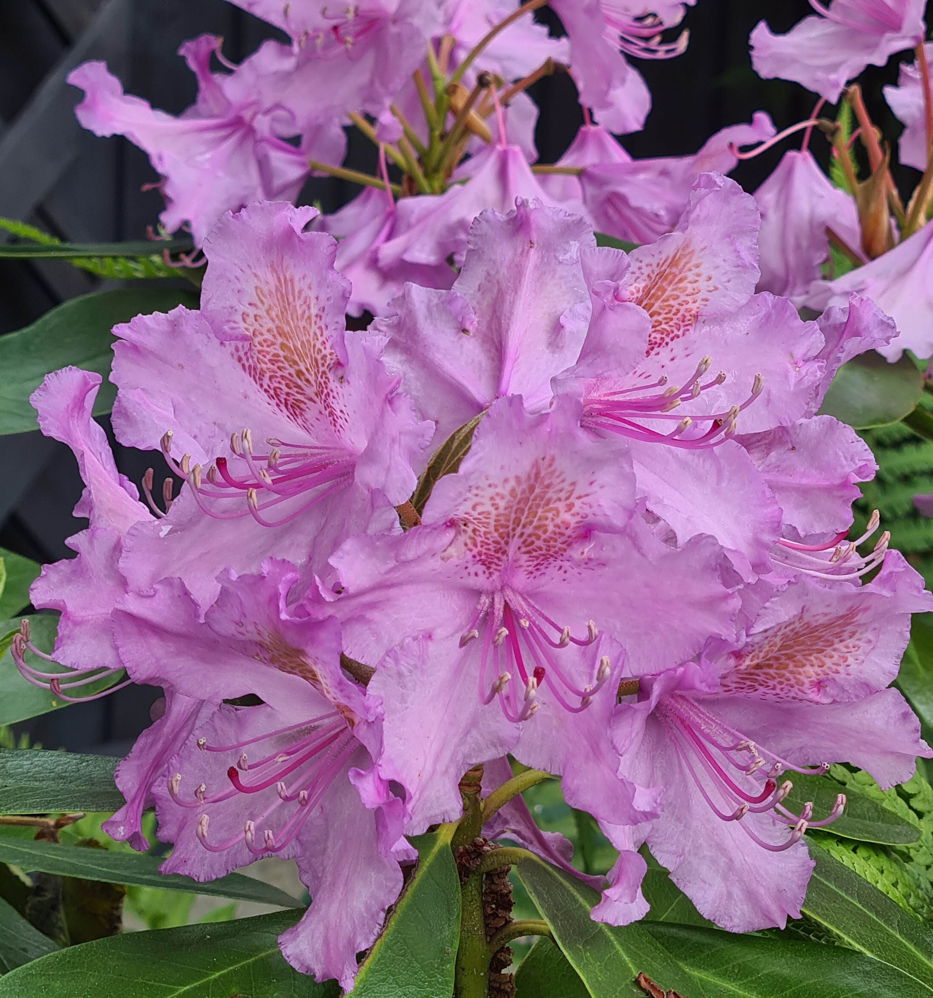 'Catawbiense Boursault'